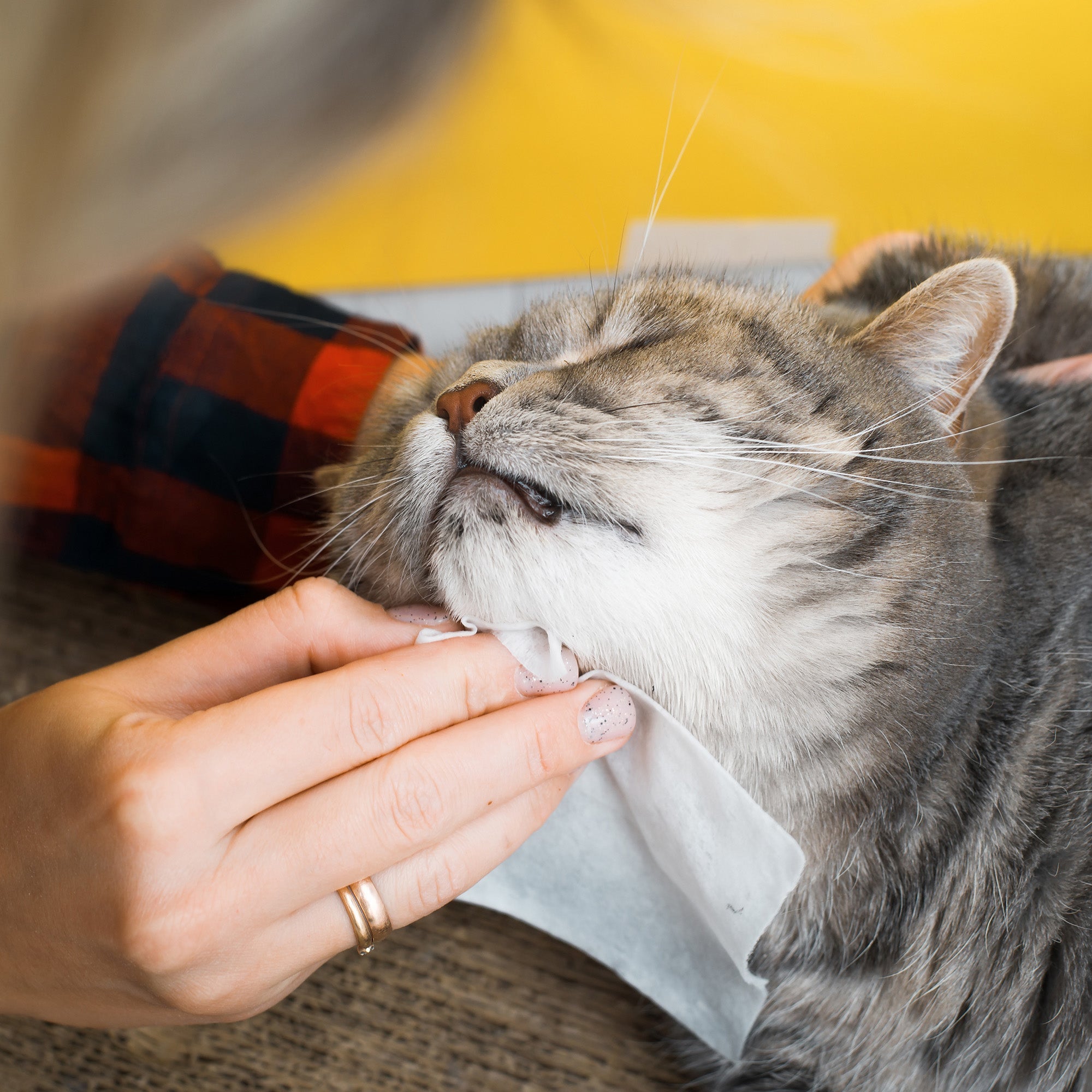 Pursonic Lavender Scented Pet Wipes – 12 Packs of 100 (1200 Total) Extra Large Wipes for Gentle Cleaning & Deodorizing-1